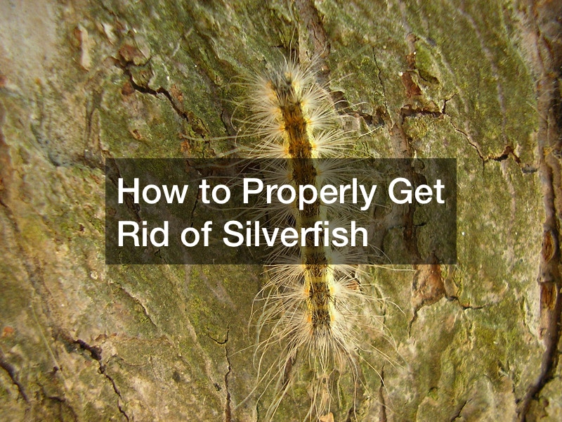 How to Properly Get Rid of Silverfish