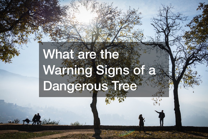 What are the Warning Signs of a Dangerous Tree