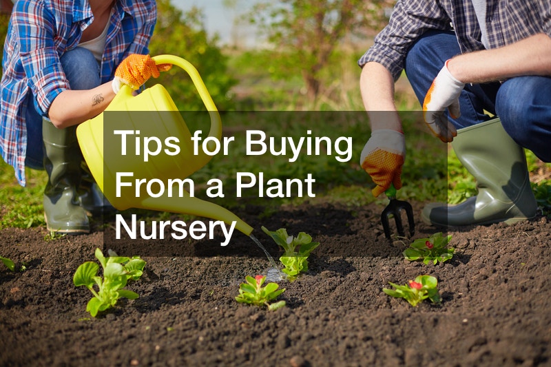 Tips for Buying From a Plant Nursery