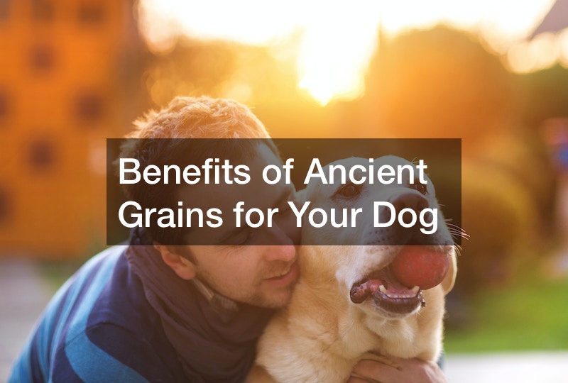 Benefits of Ancient Grains for Your Dog